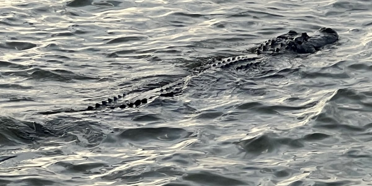 New law aims to address rise in nuisance alligators