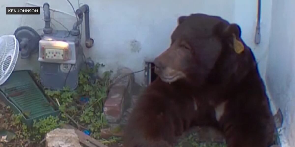Bear-ly Legal: Man’s Home Invaded by 550-Pound Squatter While Wildlife Officials Catch the Wrong Bear