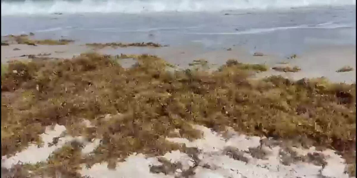 Large seaweed blobs threaten Florida’s beaches
