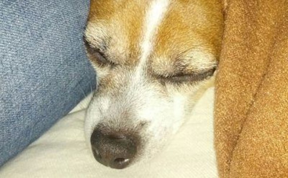 Skeeter sleeping at home (Facebook)