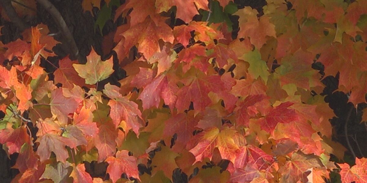 Fall foliage peaks in northern U.S. and mountain regions as leaves ...