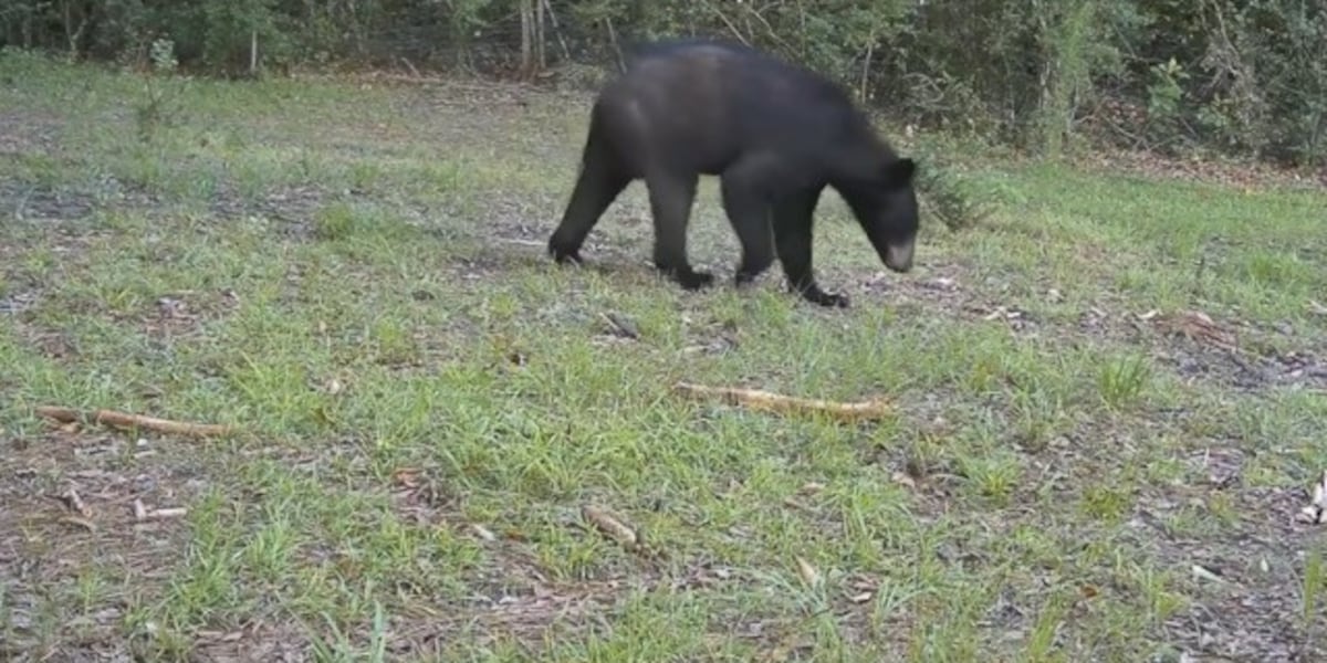 Bear sightings increase in Northshore