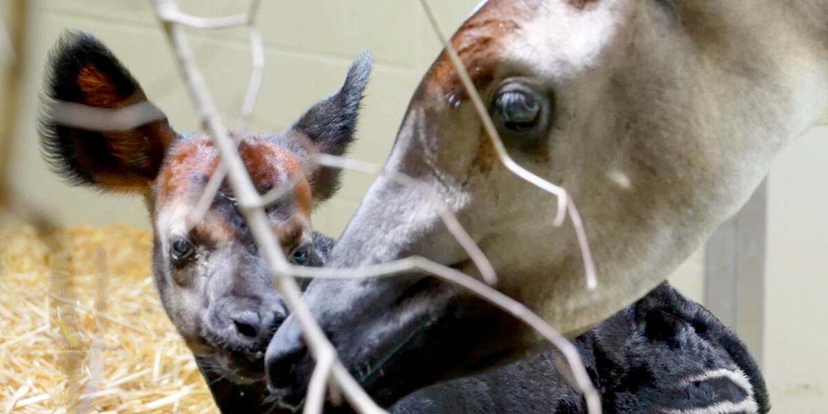 It’s a girl! Rare okapi calf born at Audubon Institute’s breeding center