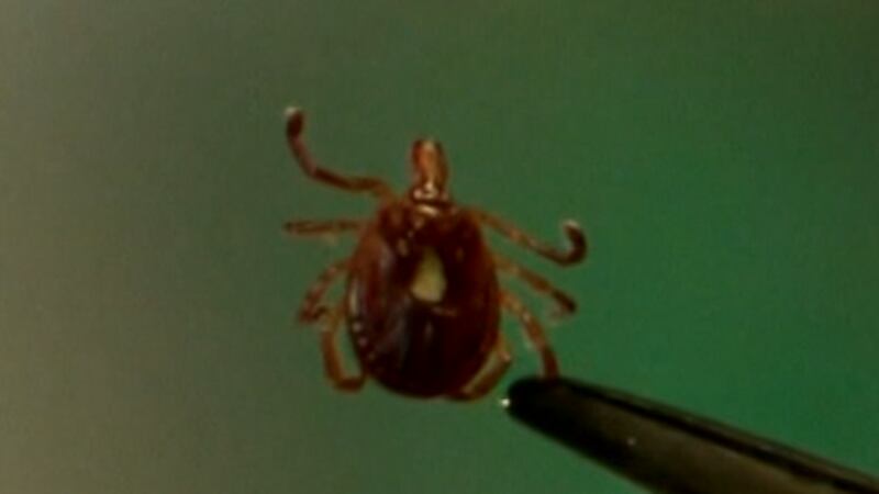 Fox File Tick Ticks are a growing problem. Here’s how to avoid them