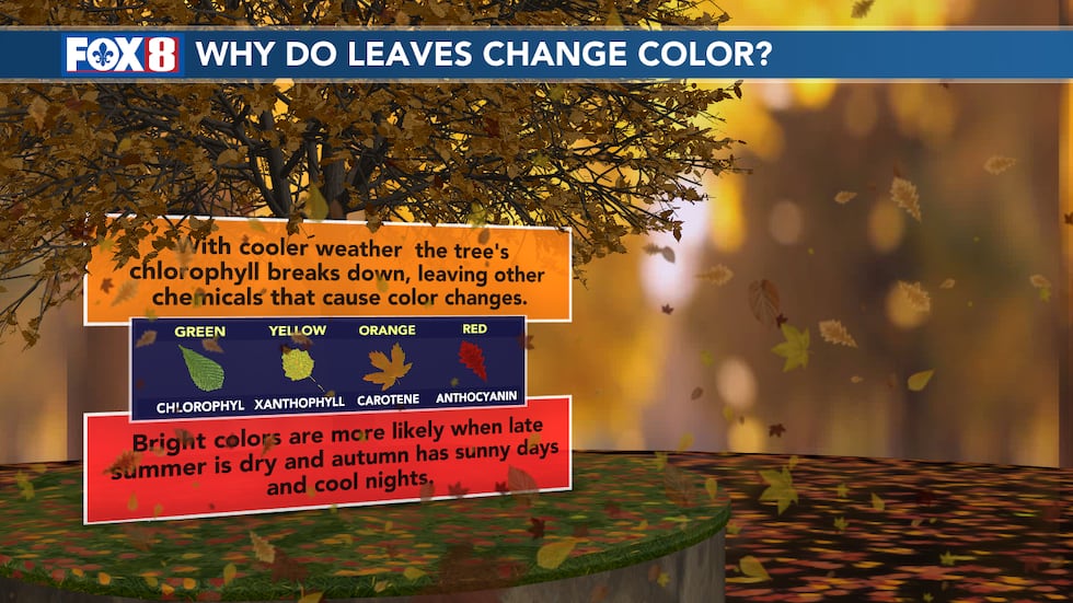 Fall Color Day It’s officially fall - here’s when and where to see the best fall leaf ...