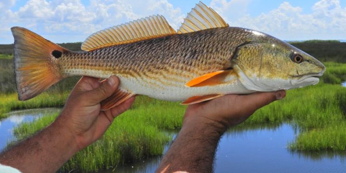 Wildlife and Fisheries proposes changes to protect the red fish stock