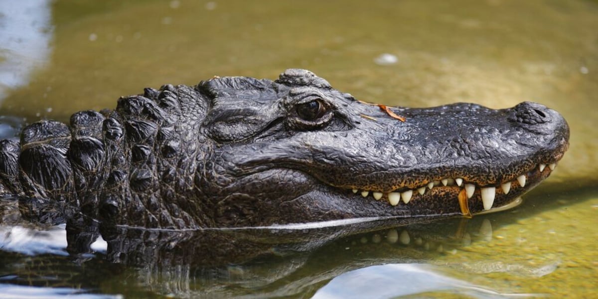 Alligator attacks leashed dog in Kenner, police say