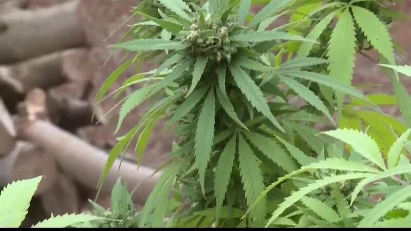 Marijuana Risk