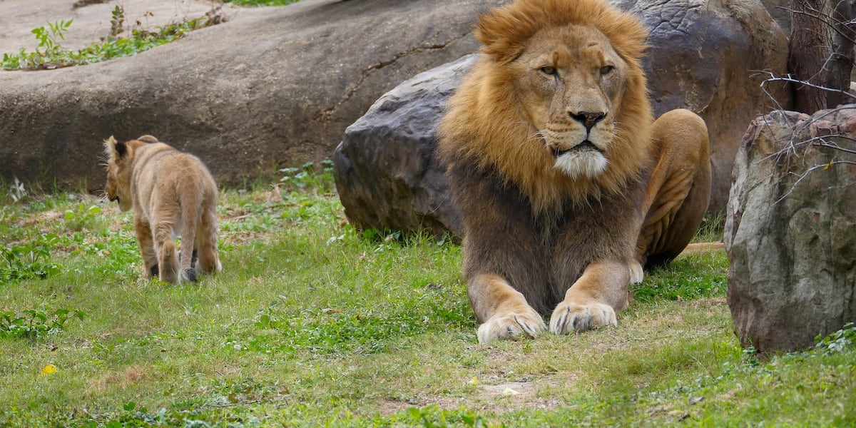 Father’s Day at Audubon Zoo: These dads are basically runway-ready