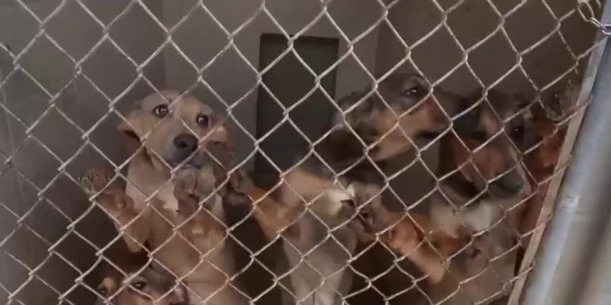 St Tammany Animal Shelter May Have To Euthanize Dogs If Not Adopted st-tammany-animal-shelter-may-have-to-euthanize-dogs-if-not-adopted