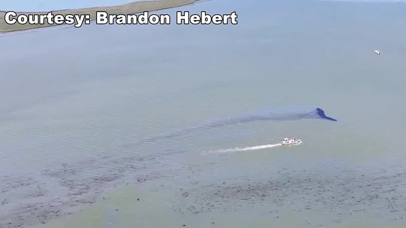 Seafood businesses in Terrebonne Parish worry about a recent oil spill near Port Fourchon.