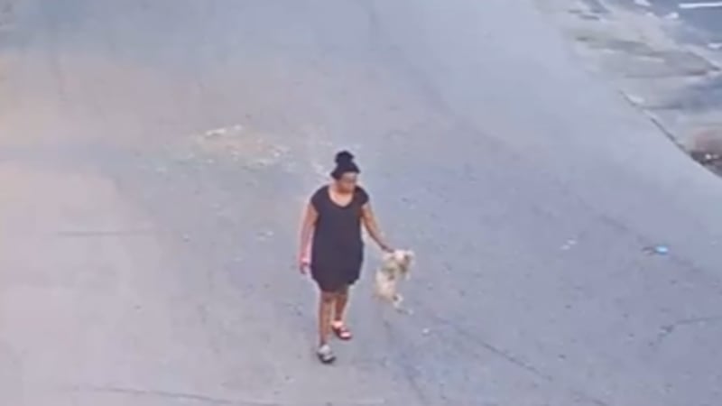 A Tampa woman is facing animal cruelty charges after deputies say she was seen on surveillance...