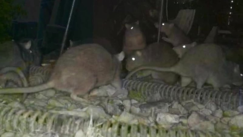Homeowners say hundreds of rats are terrorizing their neighborhood.
