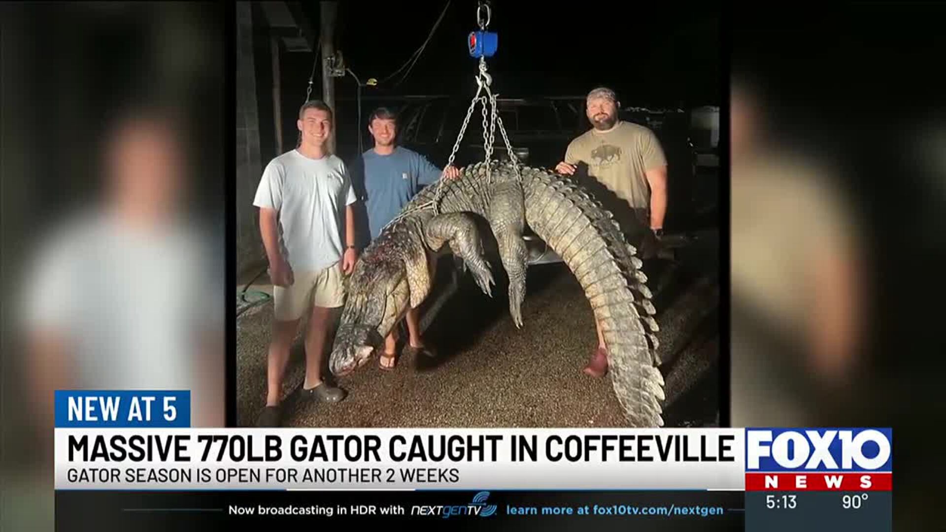 770-pound alligator caught in Clarke County during Alabamas hunting season 770-pound alligator caught in Clarke County during Alabamas hunting season